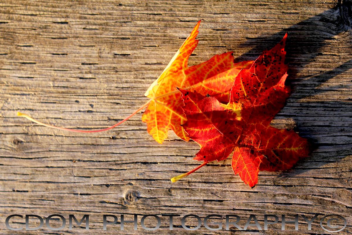 Flowers & Nature photography by CDOM