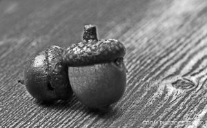 Acorns-