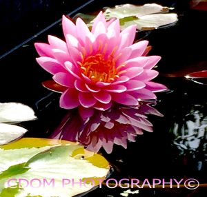 Water-Lily-2