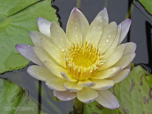 Water-Lily-